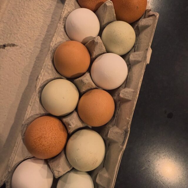 There’s something special about clients sharing their bounty with me. It just warms my heart every time it happens.  I’m forever grateful for the kindness.  Its especially sweet with the toddlers get to deliver.  #midwifelife #homebirth #GreenstorkMN #birthsupport #homestead